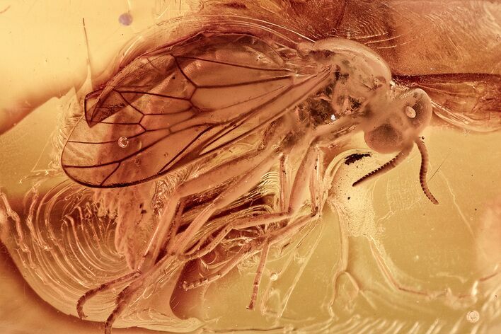 Fossil Awl-Fly (Xylophagidae) Laying Eggs In Baltic Amber - Rare! #343241